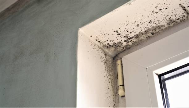 Best Attic Mold Removal  in Rochester, WA