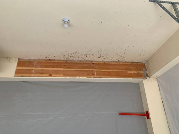 Best Crawl Space Mold Remediation  in Rochester, WA