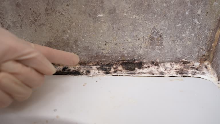 Best Black Mold Removal  in Rochester, WA